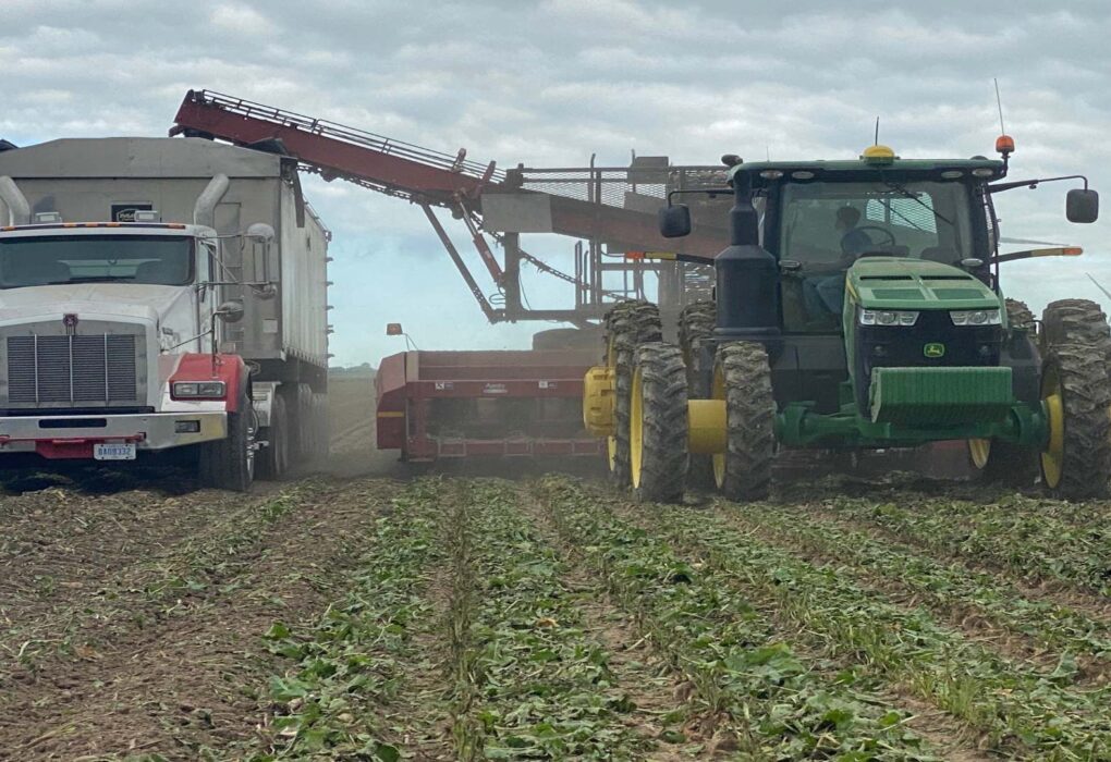 Sugar beet slicing