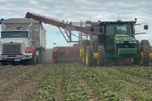 Sugar beet slicing