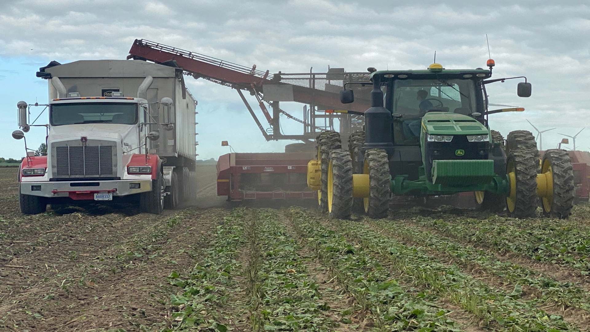 Sugar beet slicing